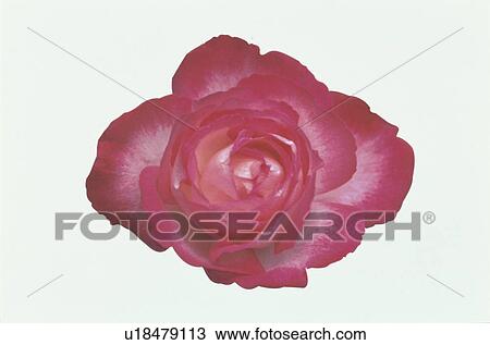Red Rose View Large Photo Image Stock Image - Red Rose. Fotosearch