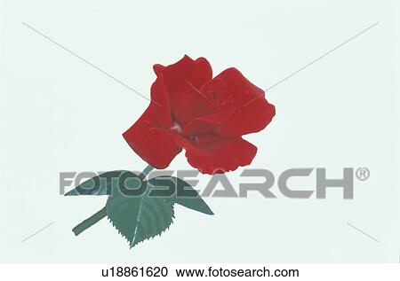 Red Rose View Large Photo Image Stock Image - Red Rose. Fotosearch