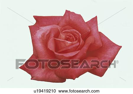 Stock Image - Red Rose. Fotosearch