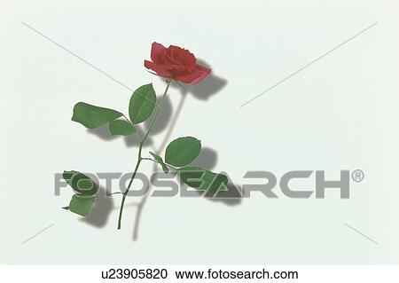 Red Rose View Large Photo Image Stock Image - Red Rose. Fotosearch