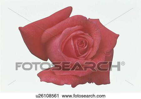 Stock Image - Red Rose. Fotosearch