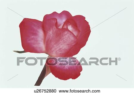 Stock Image - Red Rose. Fotosearch