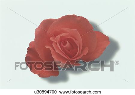 Stock Image - Red Rose. Fotosearch