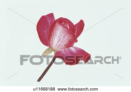 Stock Photo - Red Rose. Fotosearch