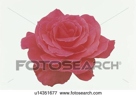 Stock Photo - Red Rose. Fotosearch