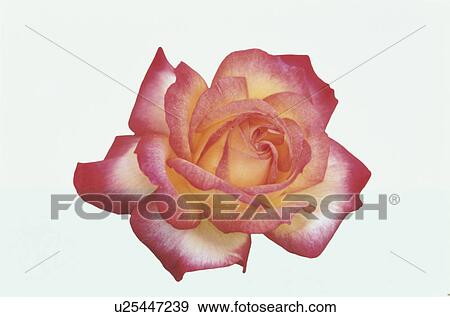 Red Rose View Large Photo Image Stock Photo - Red Rose. Fotosearch