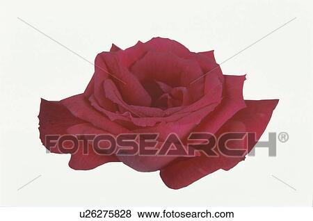 Stock Photo - Red Rose. Fotosearch