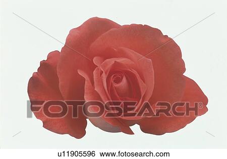 Red Rose View Large Photo Image Stock Photograph - Red Rose. Fotosearch