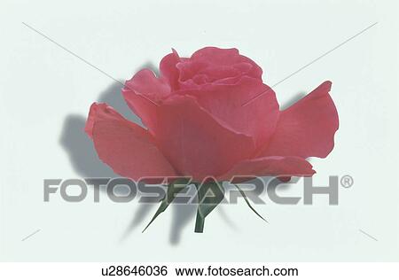 Red Rose View Large Photo Image Stock Photograph - Red Rose. Fotosearch