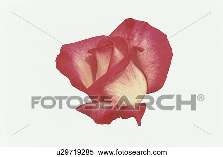 Red Rose View Large Photo Image Stock Photography - Red Rose. Fotosearch