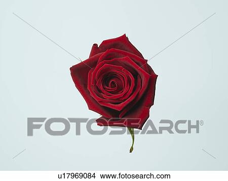 Rose View Large Photo Image Picture - Rose. Fotosearch