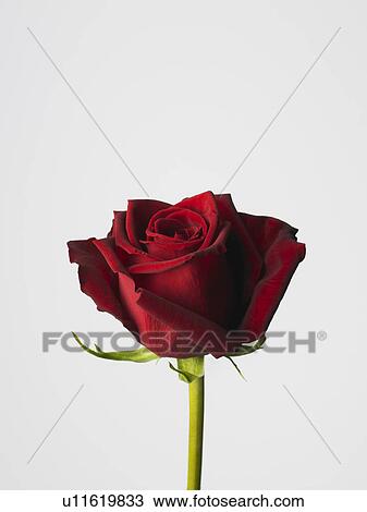 Stock Image - Rose. Fotosearch