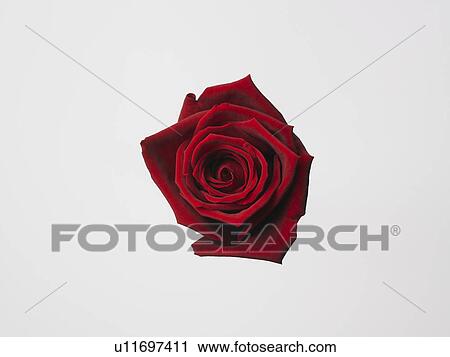 Rose View Large Photo Image Stock Image - Rose. Fotosearch