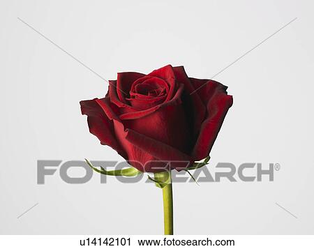 Rose View Large Photo Image Stock Image - Rose. Fotosearch