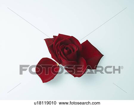 Stock Image - Rose. Fotosearch