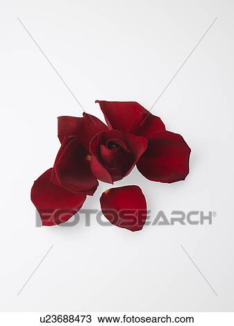 Stock Image - Rose. Fotosearch