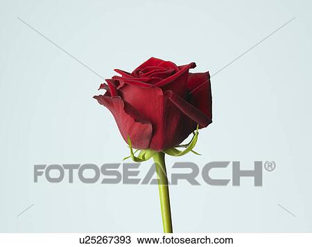 Stock Image - Rose. Fotosearch