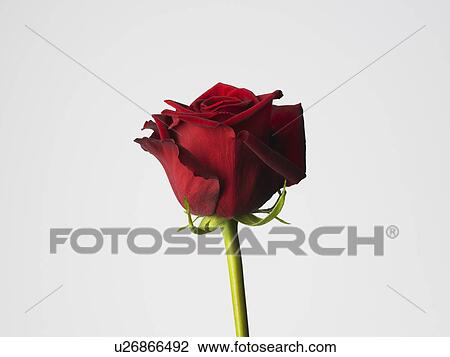 Rose View Large Photo Image Stock Image - Rose. Fotosearch