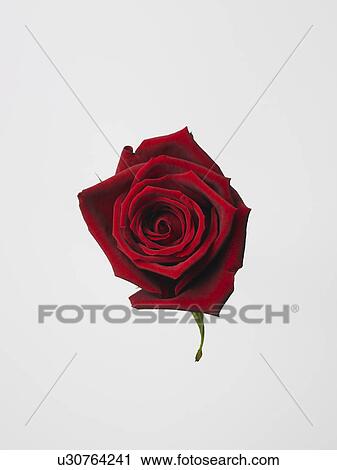 Rose View Large Photo Image Stock Image - Rose. Fotosearch
