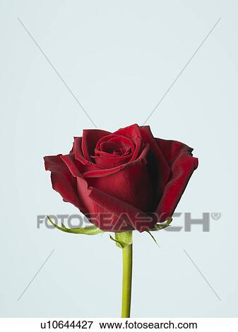 Stock Photo - Rose. Fotosearch