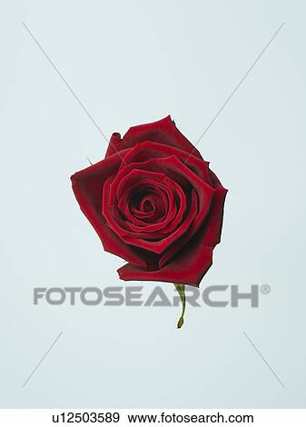 Rose View Large Photo Image Stock Photo - Rose. Fotosearch