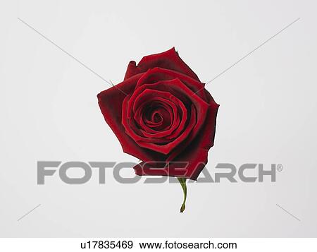 Rose View Large Photo Image Stock Photo - Rose. Fotosearch