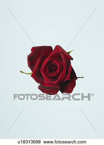 Rose View Large Photo Image Stock Photo - Rose. Fotosearch