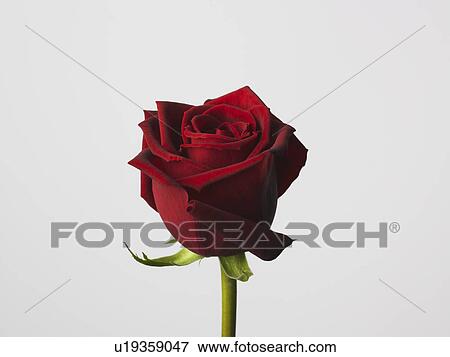 Stock Photo - Rose. Fotosearch
