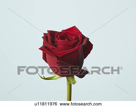 Stock Photograph - Rose. Fotosearch