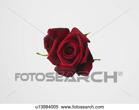 Rose View Large Photo Image Stock Photography - Rose. Fotosearch
