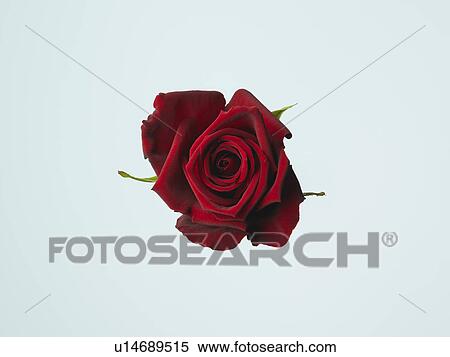 Rose View Large Photo Image Stock Photography - Rose. Fotosearch