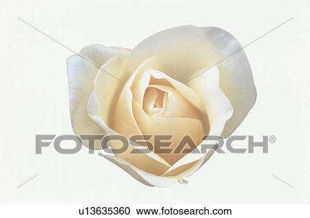 Vanilla White Rose View Large Photo Image Stock Image - Vanilla White Rose. Fotosearch