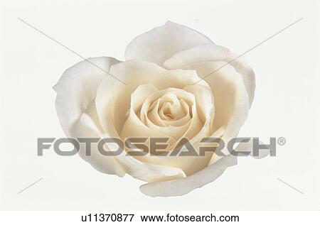 Vanilla White Rose View Large Photo Image Stock Photo - Vanilla White Rose. Fotosearch