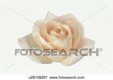 Stock Photo - Vanilla White Rose. Fotosearch