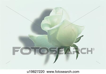 Stock Image - White Rose. Fotosearch