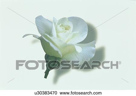 White Rose View Large Photo Image Stock Image - White Rose. Fotosearch