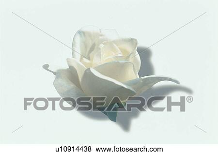White Rose View Large Photo Image Stock Photo - White Rose. Fotosearch