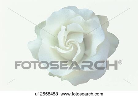 White Rose View Large Photo Image Stock Photo - White Rose. Fotosearch