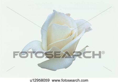 White Rose View Large Photo Image Stock Photo - White Rose. Fotosearch