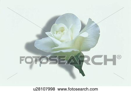 White Rose View Large Photo Image Stock Photo - White Rose. Fotosearch