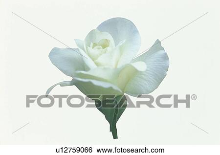 White Rose View Large Photo Image Stock Photograph - White Rose. Fotosearch