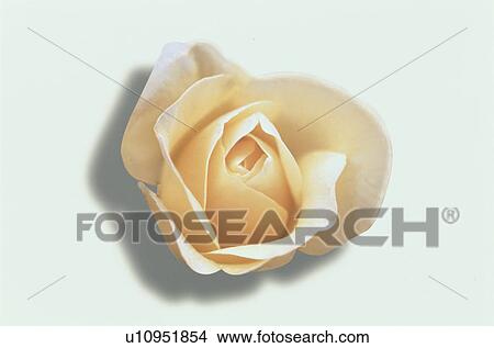 Picture - Yellow Rose. Fotosearch