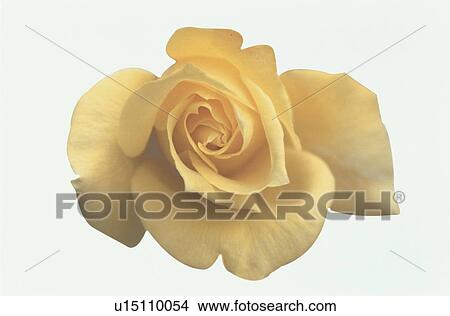 Yellow Rose View Large Photo Image Picture - Yellow Rose. Fotosearch