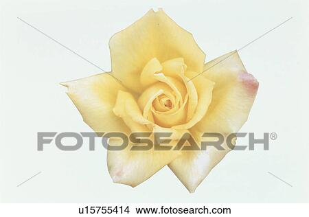Yellow Rose View Large Photo Image Picture - Yellow Rose. Fotosearch