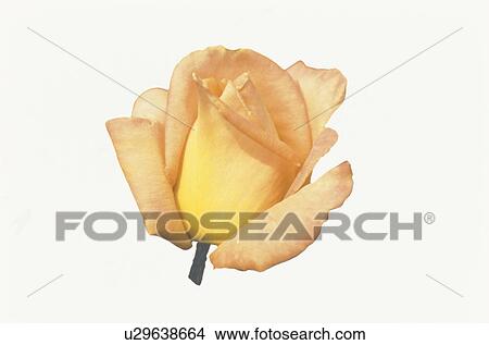Picture - Yellow Rose. Fotosearch