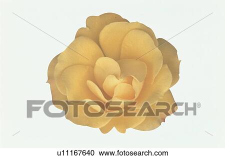 Yellow Rose View Large Photo Image Stock Image - Yellow Rose. Fotosearch