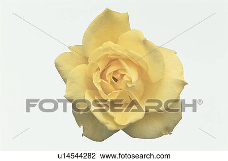 Yellow Rose View Large Photo Image Stock Image - Yellow Rose. Fotosearch