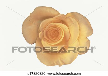 Stock Image - Yellow Rose. Fotosearch