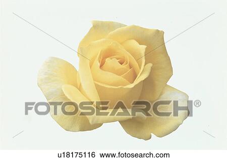 Stock Photograph - Yellow Rose. Fotosearch