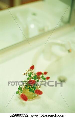Stock Image - Acalypha Hispaniolae. Fotosearch